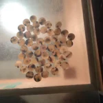 Buffalo Blanks Buttons