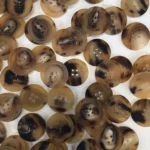 Buffalo Blanks Buttons