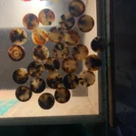 Cow Color Blanks Button