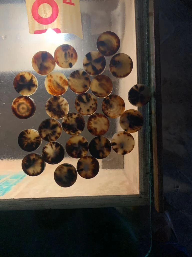 Cow Color Blanks Button - Image 3