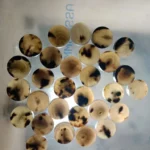 Cow Color Blanks Button