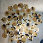 Cow Color Blanks Button