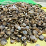 Cow Color Blanks Button