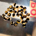 Cow Horn Color Button