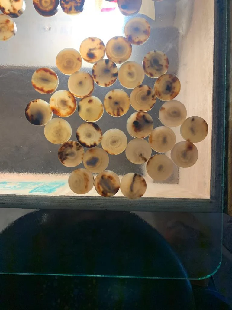 Cow Horn Color Button - Image 4