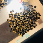 Cow Horn Color Button