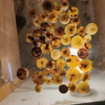 Cow Color Blanks Button