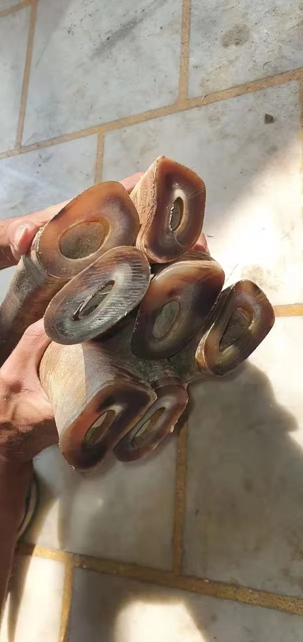 Buffalo Horn Color Tips - Image 2