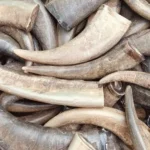 Buffalo Horn Color Tips