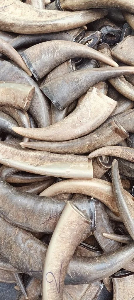 Buffalo Horn Color Tips - Image 3