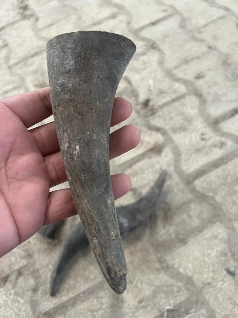 Buffalo Horn Tips - Image 3