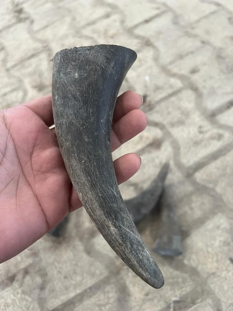 Buffalo Horn Tips - Image 2