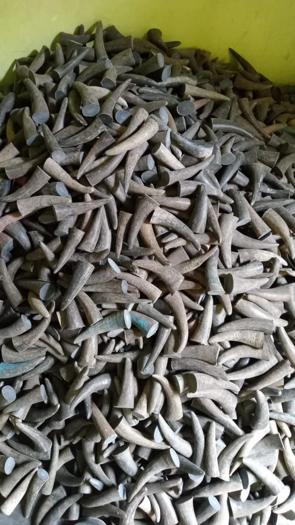 Horn Round Tips - Image 2