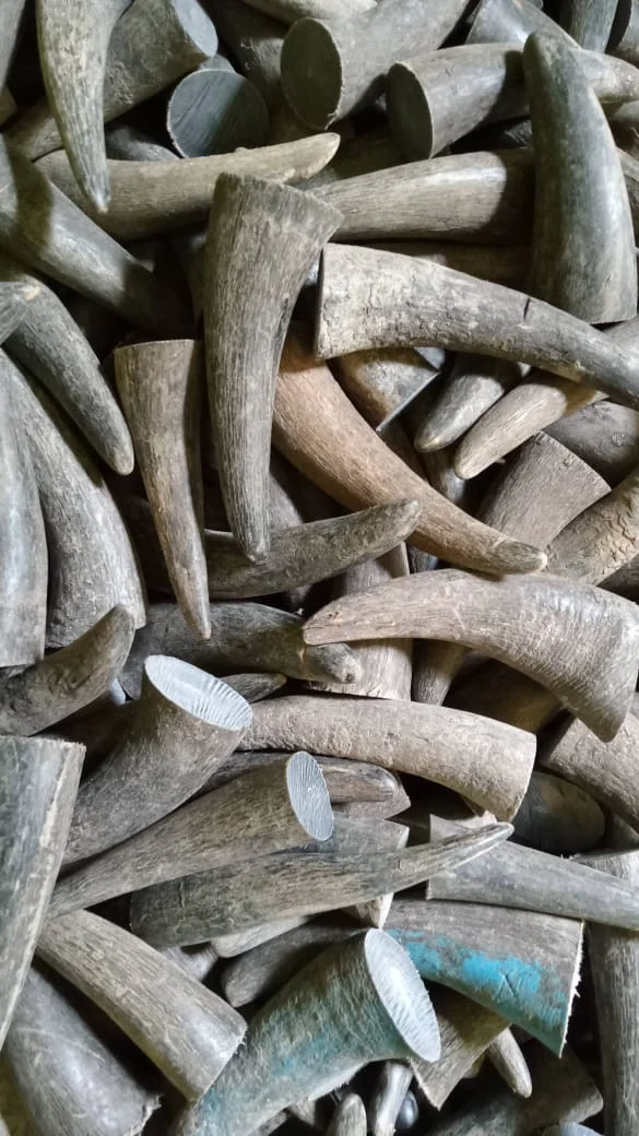 Horn Round Tips - Image 3