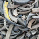 Buffalo Horn Color Tips