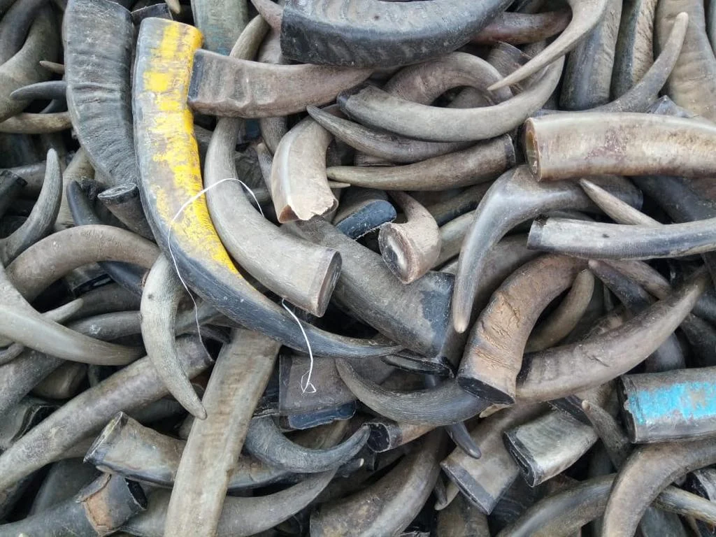 Buffalo Horn Color Tips - Image 3