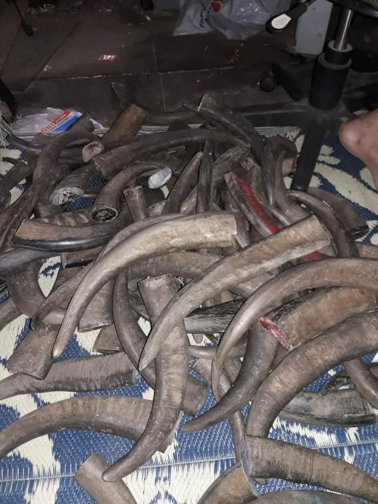 Buffalo Horn Color Tips - Image 4