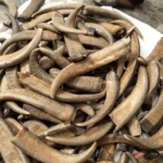 Buffalo Horn Color Tips