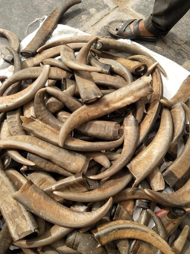 Buffalo Horn Color Tips - Image 4