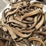 Buffalo Horn Color Tips