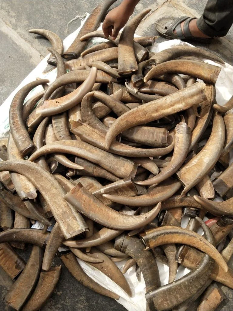 Buffalo Horn Color Tips - Image 3