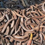 Buffalo Horn Color Tips