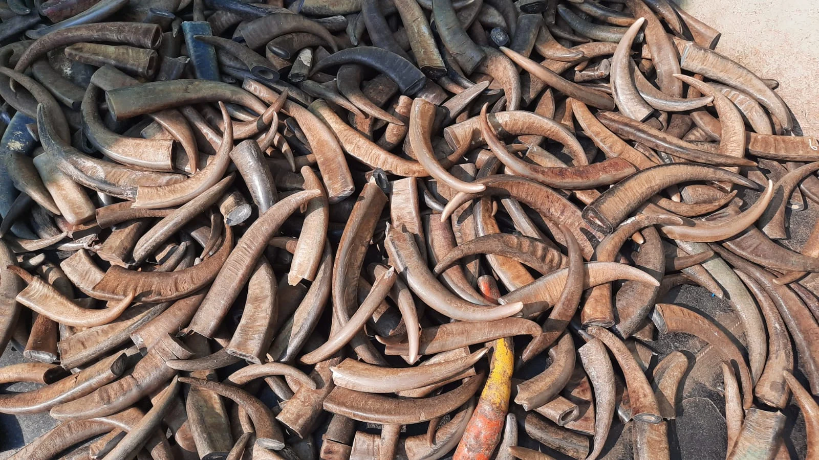 Buffalo Horn Color Tips - Image 2