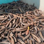 Buffalo Horn Color Tips