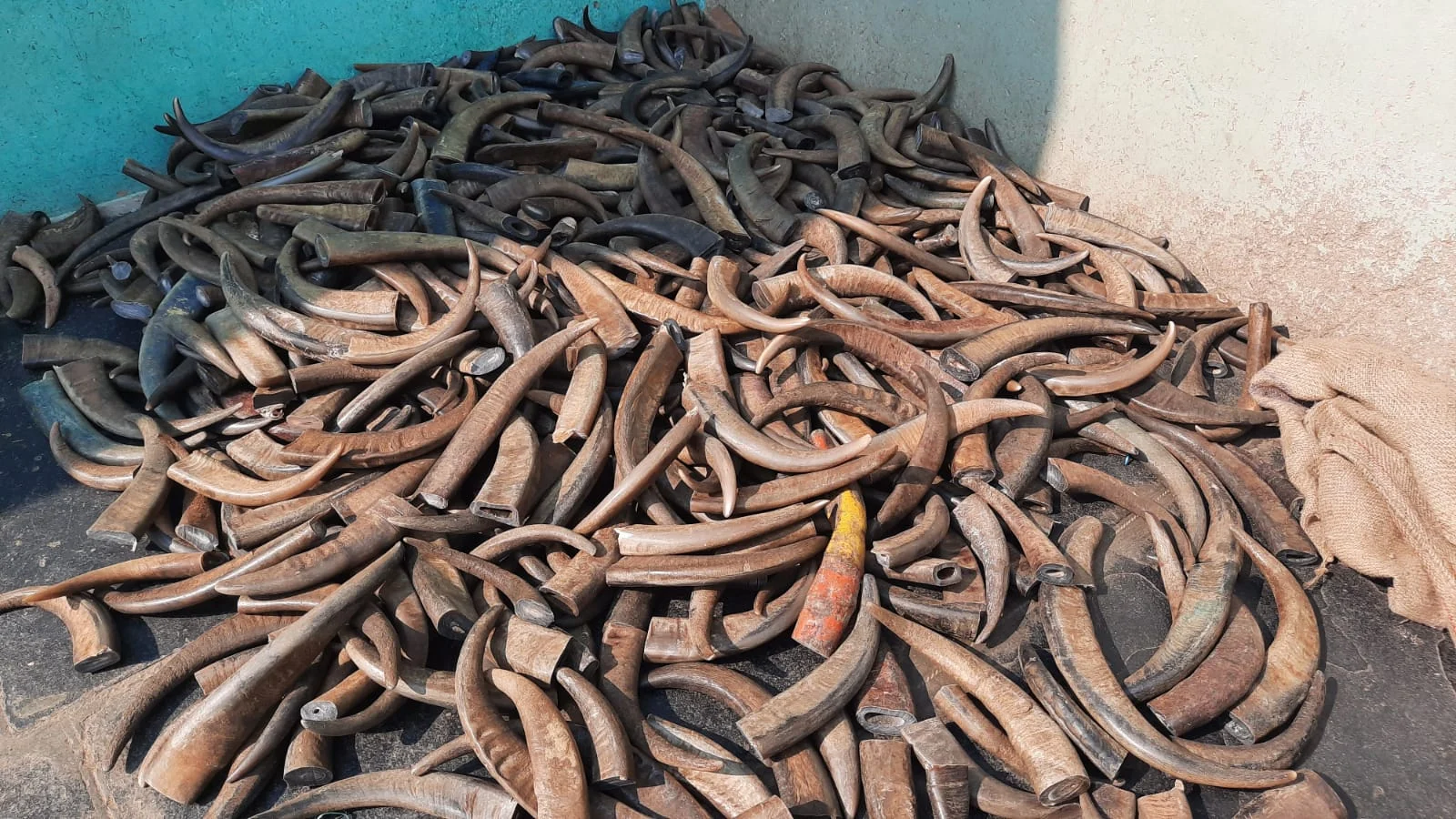 Buffalo Horn Color Tips - Image 3