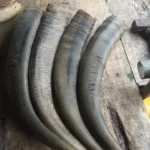 Buffalo Horn Color Tips