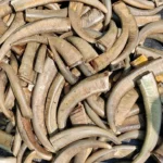 Buffalo Horn Color Tips