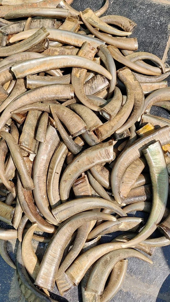 Buffalo Horn Color Tips - Image 2