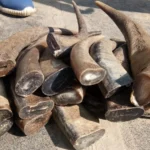 Buffalo Horn Color Tips