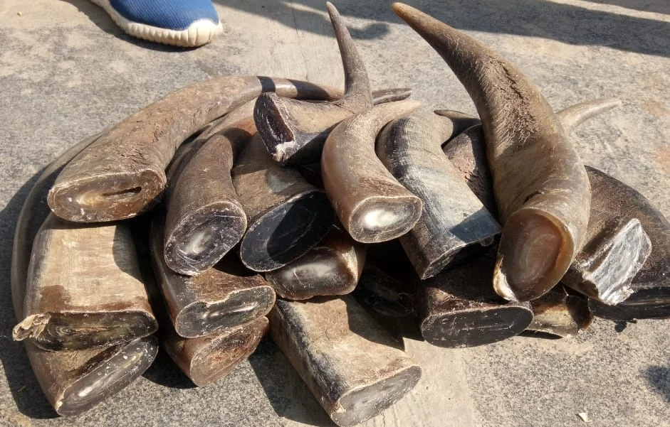 Buffalo Horn Color Tips - Image 2