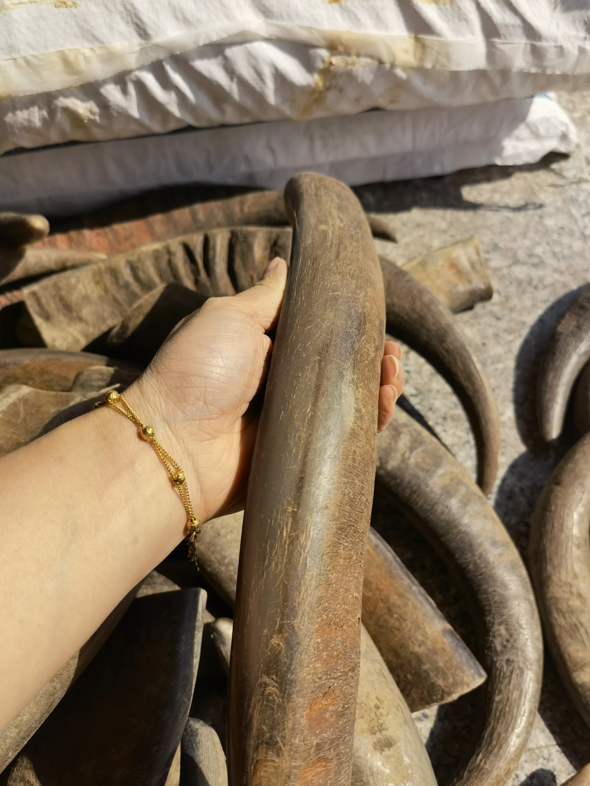 Buffalo Horn Color Tips - Image 2