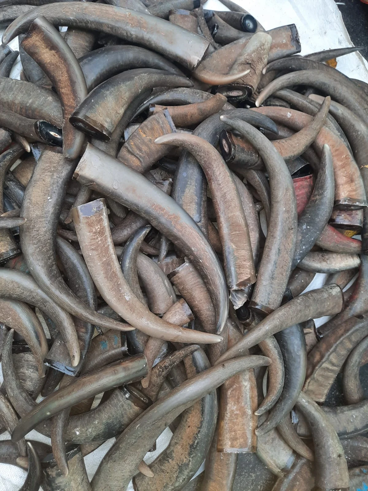 Buffalo Horn Tips - Image 4