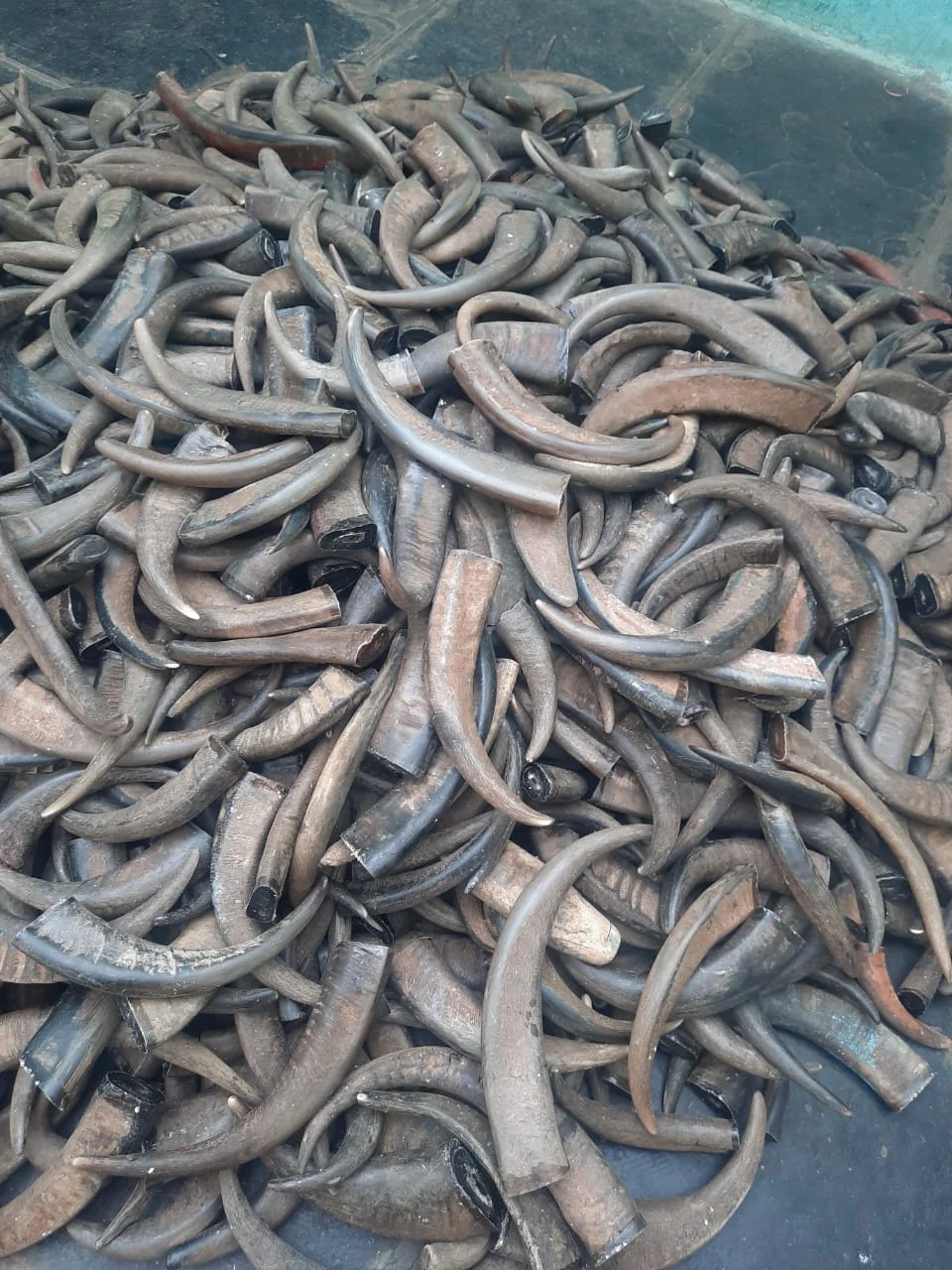 Buffalo Horn Tips - Image 3