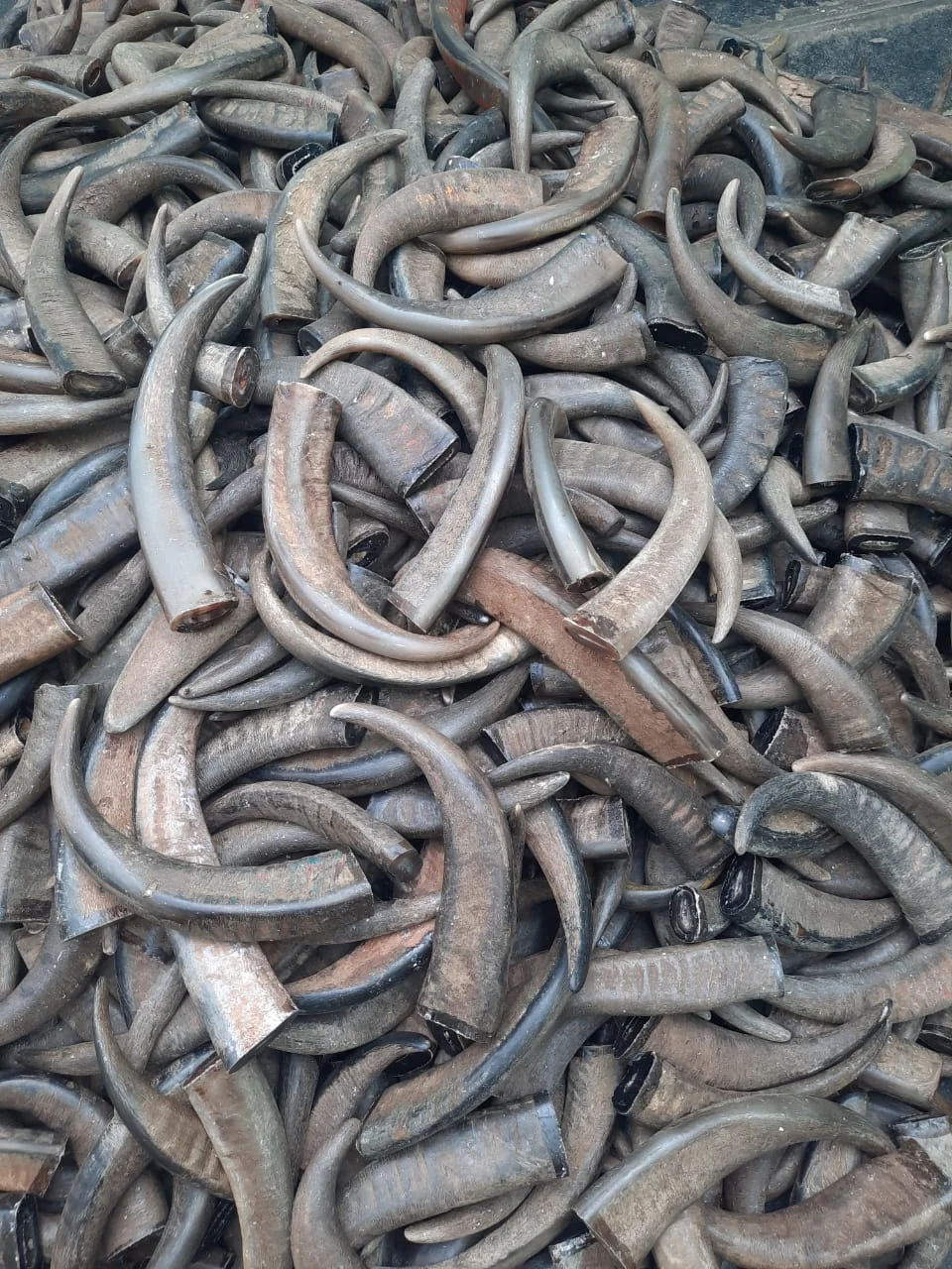 Buffalo Horn Tips - Image 2