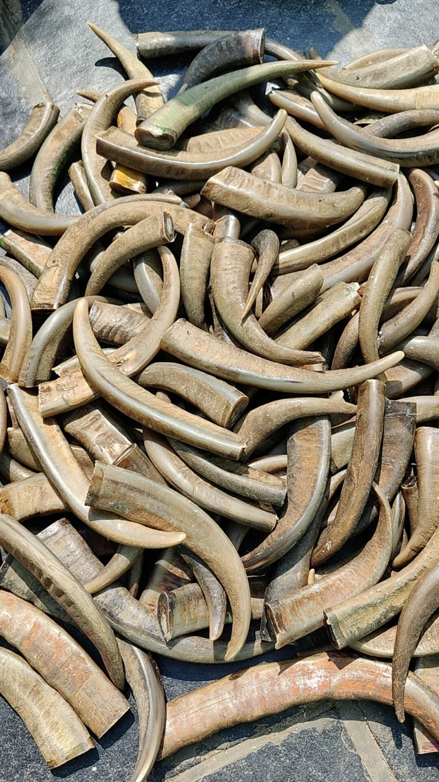 Buffalo Horn Tips - Image 4