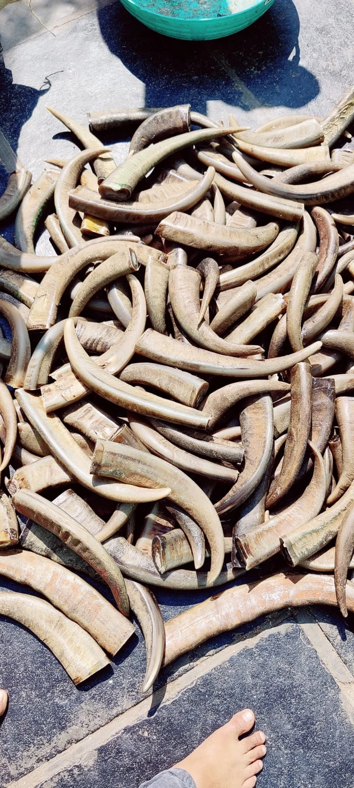 Buffalo Horn Tips - Image 3