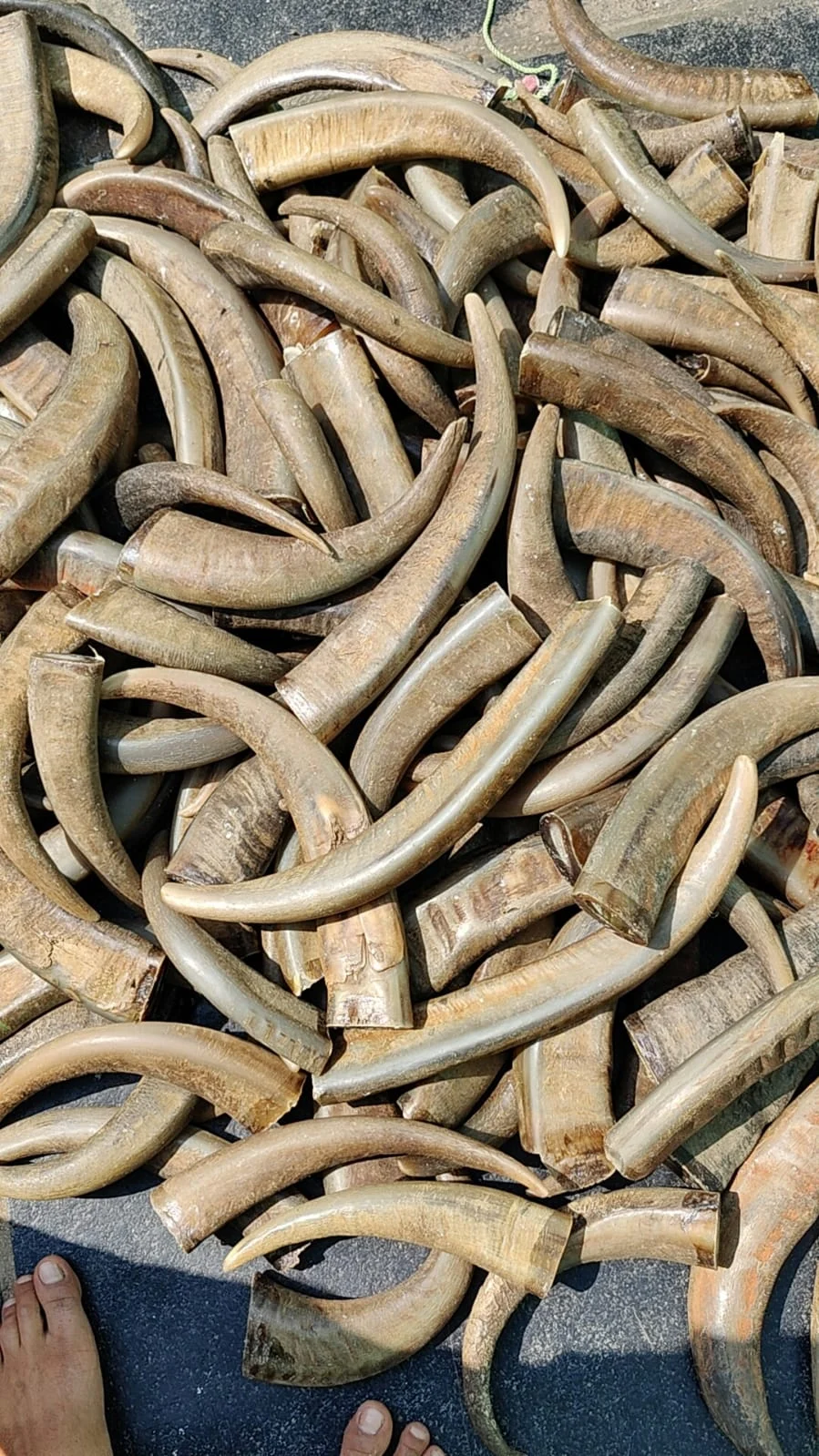 Buffalo Horn Tips - Image 2